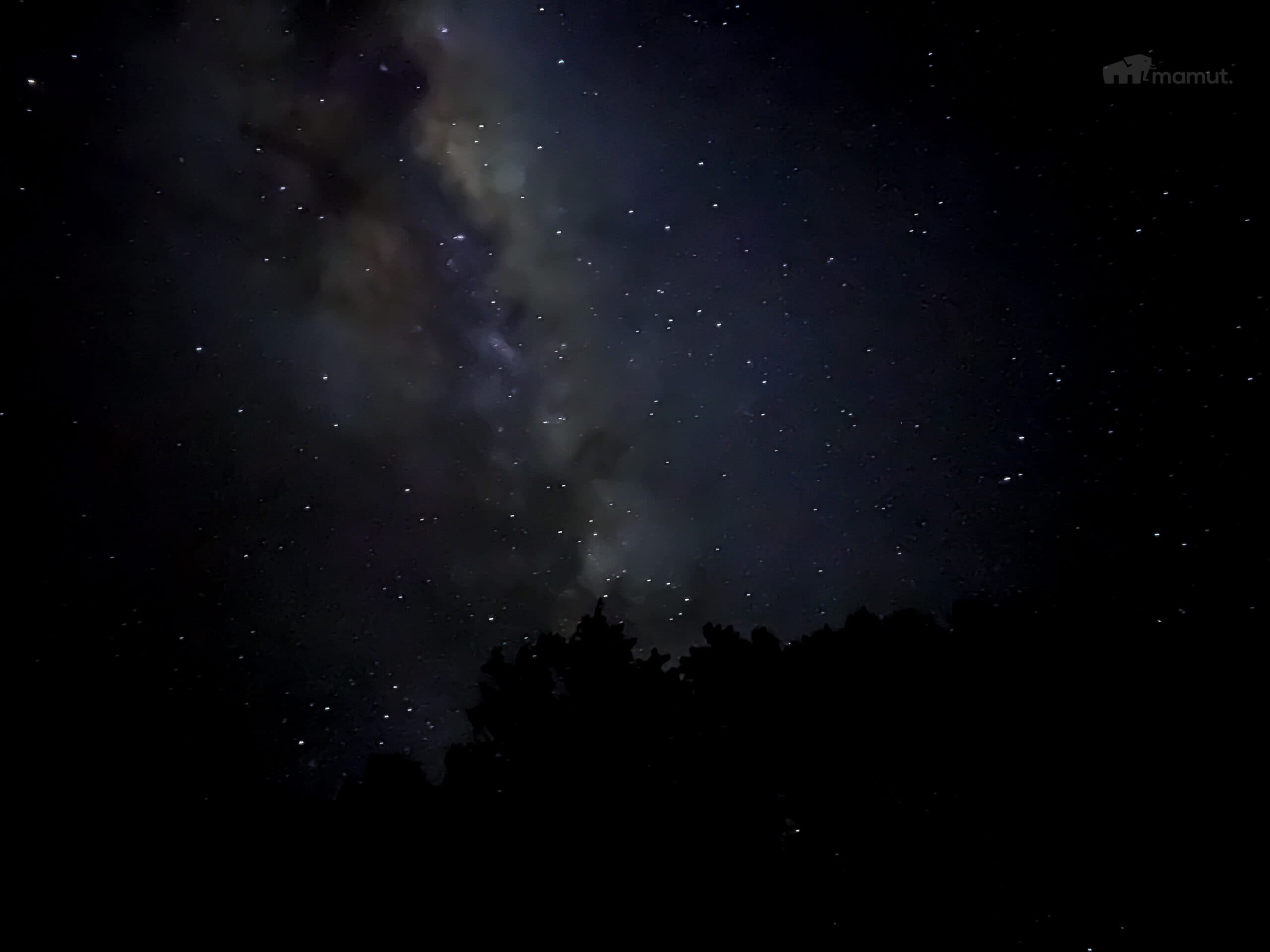 A star-filled sky over the forest, seen from camp